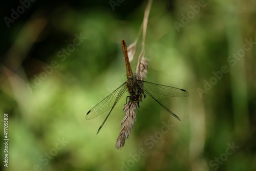 Wallpaper Mural Libéllule Torontodigital.ca