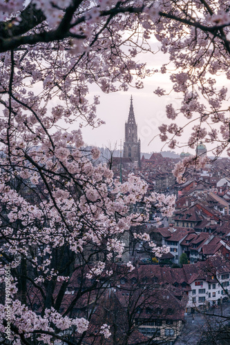 historic clocktower of Berner Münster during scenic cherry blossom in Rosengarten