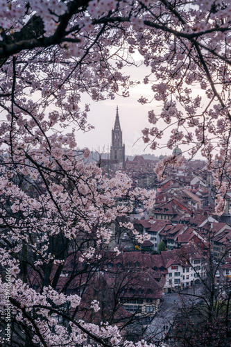 historic clocktower of Berner Münster during scenic cherry blossom in Rosengarten