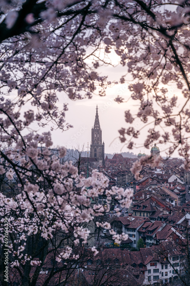 historic clocktower of Berner Münster during scenic cherry blossom in Rosengarten historic clocktower of Berner Münster during scenic cherry blossom in Rosengarten
