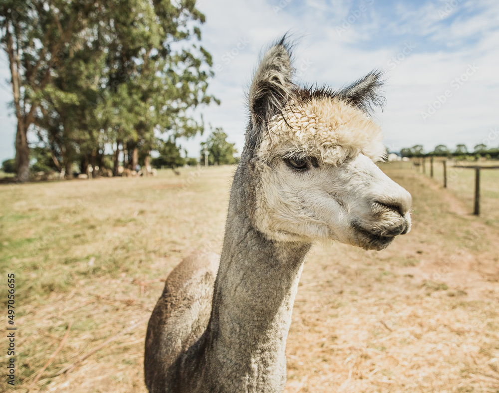 Obraz premium alpaca on natural background, llama on a farm, domesticated wild animal cute and funny with curly hair used for wool. High quality photo