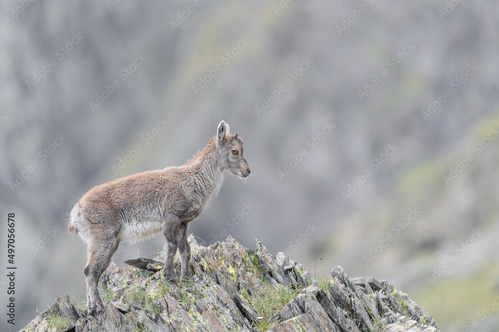 Fototapeta premium Newborn ibex on mountain peak (Capra ibex)