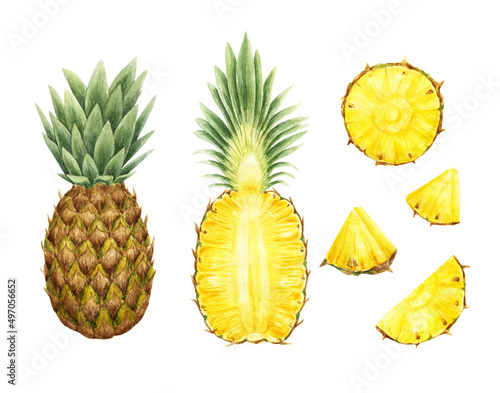 Illustration of pineapple in watercolor