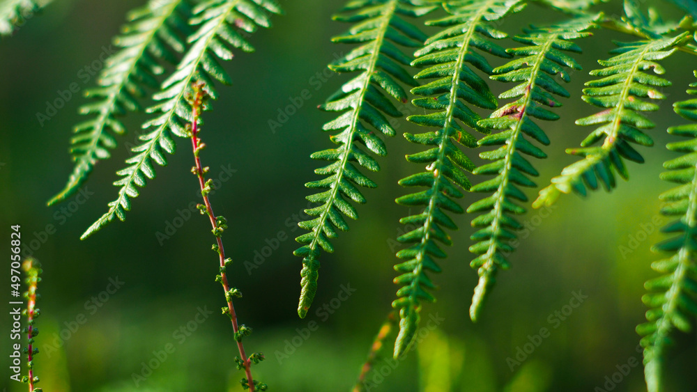 Macro de feuilles de fougère d'un vert intense. Le bokeh est intense grâce à une très grande ouverture de l'objectif Macro de feuilles de fougère d'un vert intense. Le bokeh est intense grâce à une très grande ouverture de l'objectif