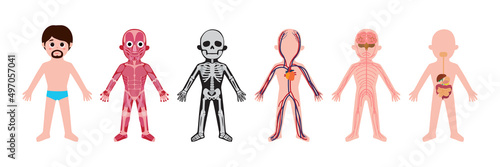 My body, educational anatomy body organ chart for men. Cute cartoon little man and his bodily systems: muscular, skeletal, circulatory, nervous and digestive. clip art Isolated vector infographic 