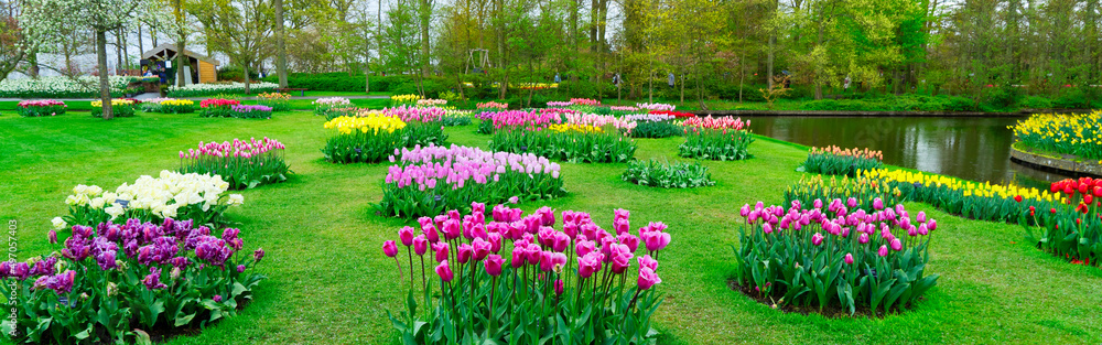 Rows of tulip flowers - obrazy, fototapety, plakaty 