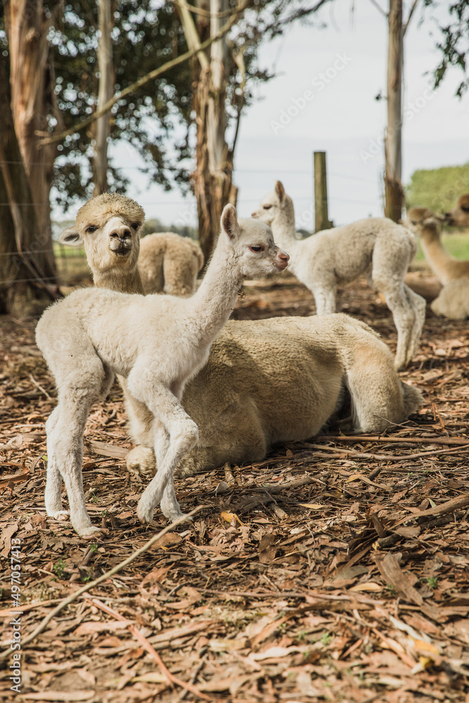 Obraz premium alpaca on natural background, llama on a farm, domesticated wild animal cute and funny with curly hair used for wool. High quality photo