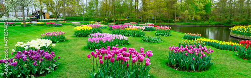 Rows of tulip flowers #497057403