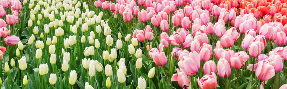 Obraz premium Rows of tulip flowers