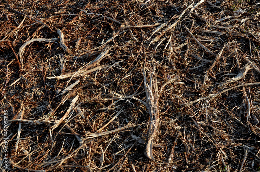 mulch bark. pieces of wood chips to prevent weed growth and weed