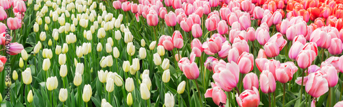 Fotografie, Obraz Rows of tulip flowers