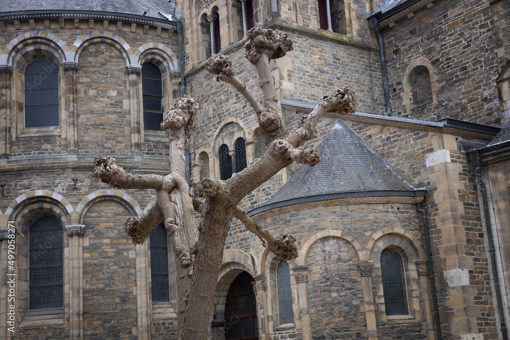 Maastricht Limburg Netherlands. 
Basilica of Our Lady. Church and tree.