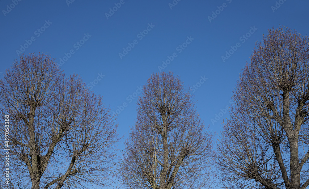 Tongeren. Belgium. Bare trees in spring. Tongeren. Belgium. Bare trees in spring.