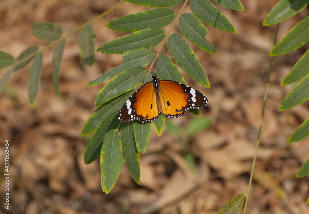 Plain Tiger or African Monarch or African Queen Butterfly found in West Bengal India Asia Plain Tiger or African Monarch or African Queen Butterfly found in West Bengal India Asia