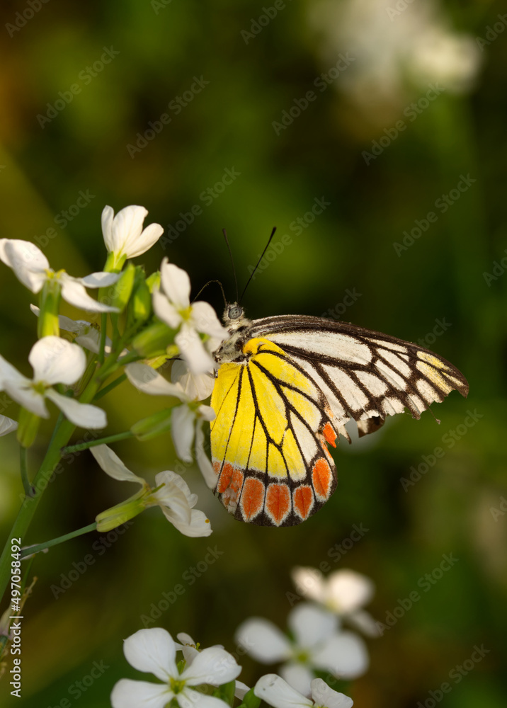 Obraz premium Dalius Eucharis or common Jezebel a medium sized period butterfly found in West Bengal India Asia