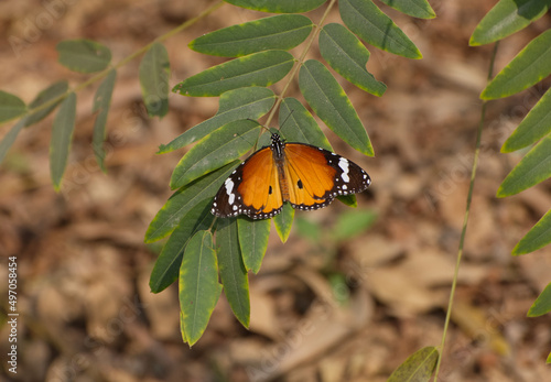 Plain Tiger or African Monarch or African Queen Butterfly found in West Bengal India Asia photo