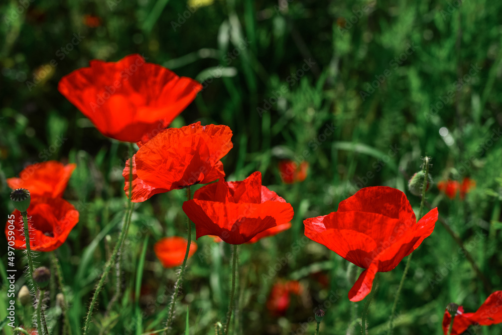 Fototapeta premium Field with blooming Poppy Flowers