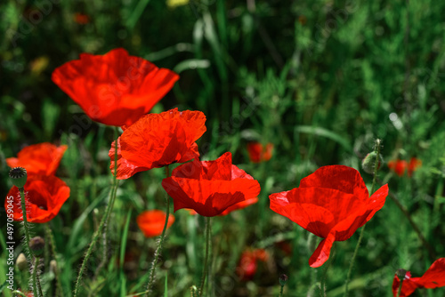 Field with blooming Poppy Flowers
