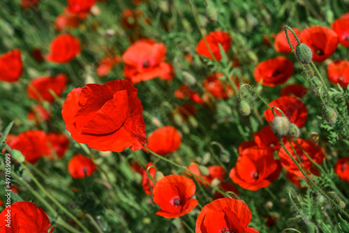 Field with blooming Poppy Flowers