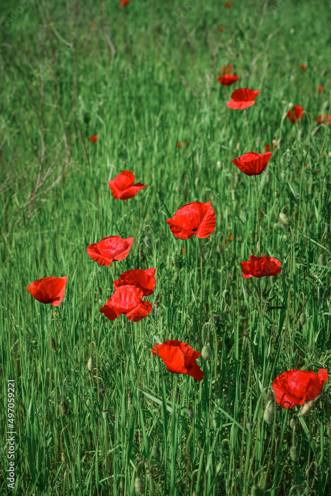 Fototapeta premium Field with blooming Poppy Flowers