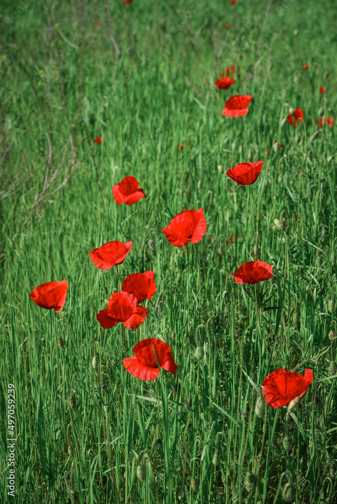 Fototapeta premium Field with blooming Poppy Flowers