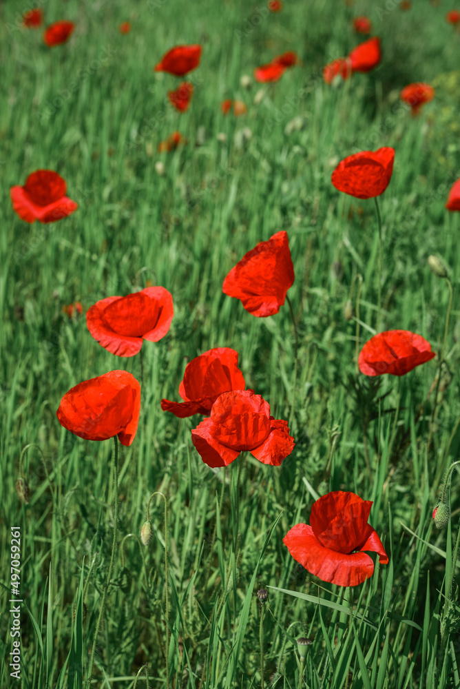 Field with blooming Poppy Flowers Field with blooming Poppy Flowers