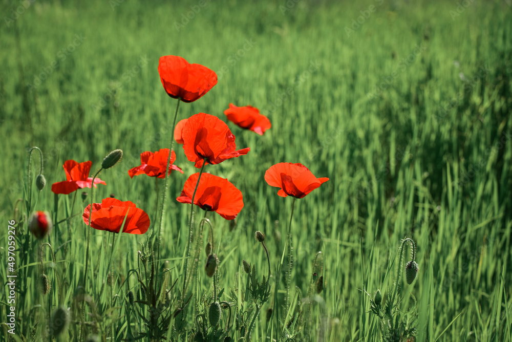 Obraz premium Field with blooming Poppy Flowers