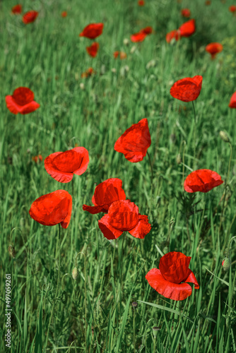 Field with blooming Poppy Flowers
