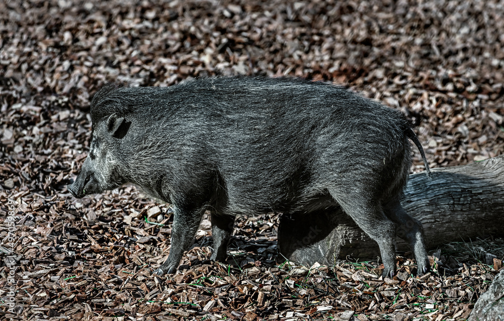 White-lipped peccary in the enclosure. Latin name - Tayassu pecari
White-lipped peccary in the enclosure. Latin name - Tayassu pecari