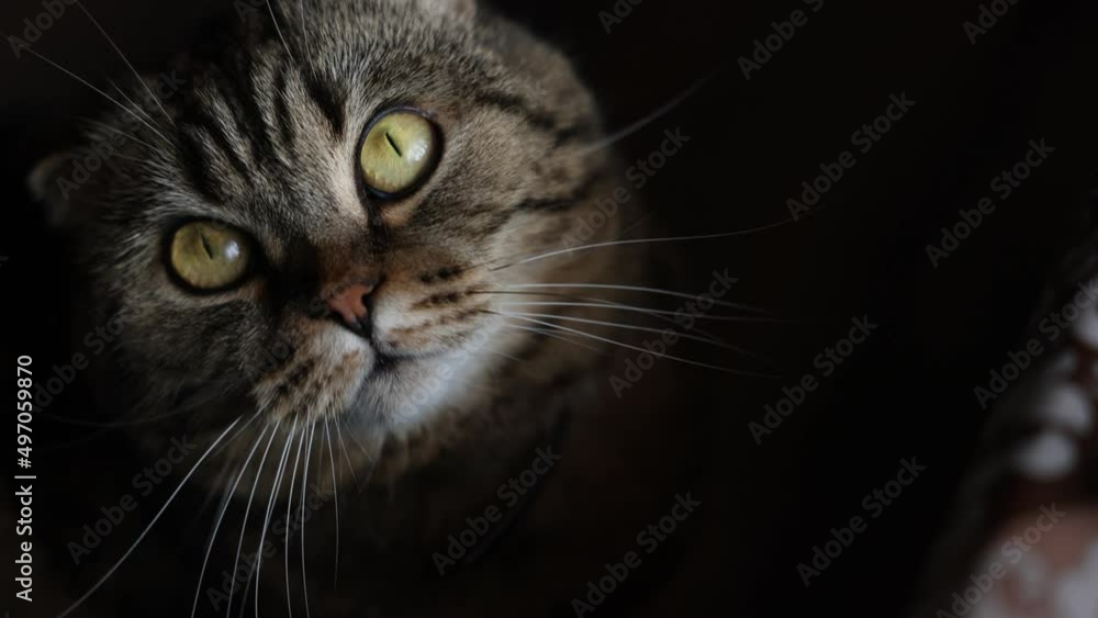 Fold-eared cat with large eyes Fold-eared cat with large eyes