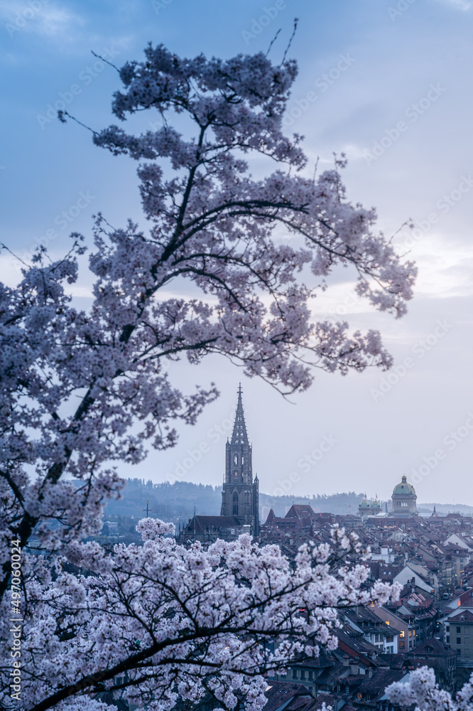 flowering cherry tree in front of the oldtown of Bern in spring flowering cherry tree in front of the oldtown of Bern in spring
