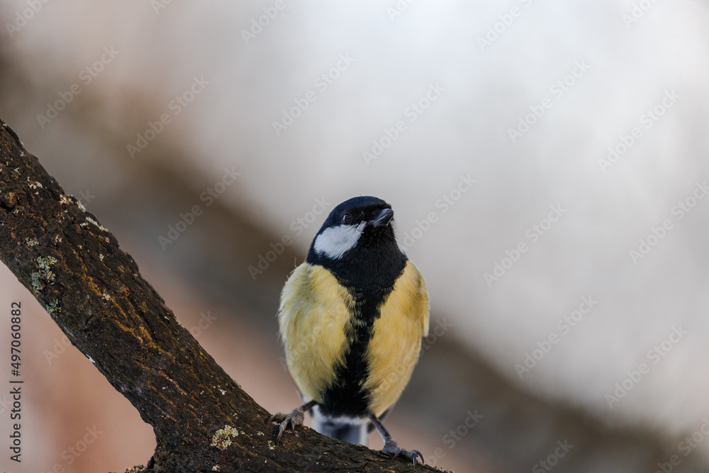 Fototapeta premium Bird on a branch in winter