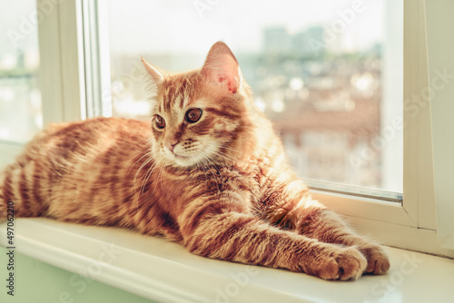 Ginger cat sleeping on the windowsill