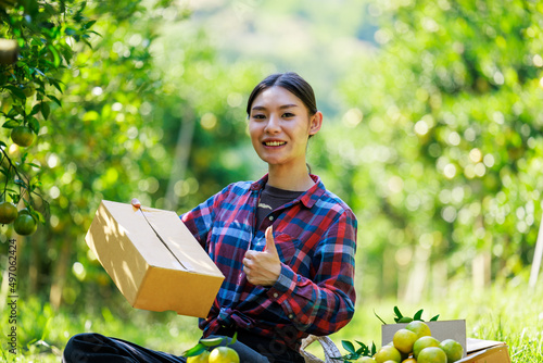 owner women pack tangerines into cardboard boxes in her ochard to send to customers by postal transporttation photo