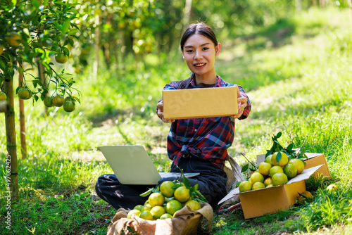 asian owner women pack tangerines into cardboard boxes in her ochard to send to customers by postal transporttation photo