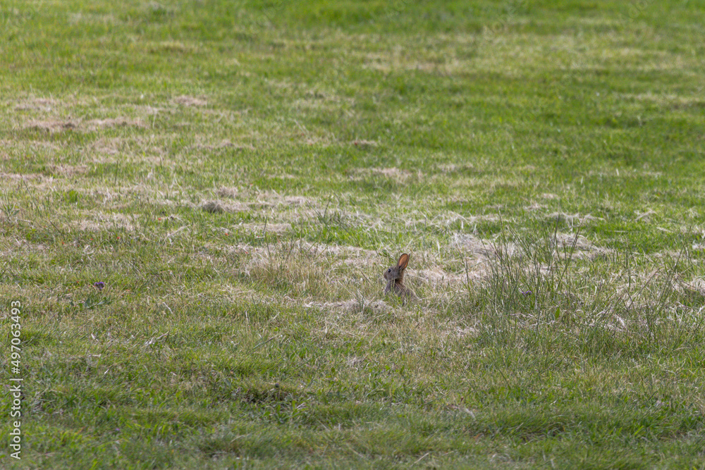 A Wild Rabbit (Oryctolagus cuniculus) sitting in a field in Summer. The rabbit is looking towards the left. Photo taken at Mount Annan, Sydney, Australia. A Wild Rabbit (Oryctolagus cuniculus) sitting in a field in Summer. The rabbit is looking towards the left. Photo taken at Mount Annan, Sydney, Australia.
