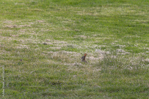 A Wild Rabbit (Oryctolagus cuniculus) sitting in a field in Summer. The rabbit is looking towards the left. Photo taken at Mount Annan, Sydney, Australia. © Francisco