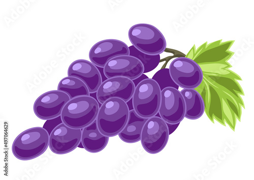 Illustration of grapes. Ripe fruit. Object for food industry.