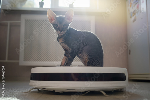 housework and smart technology concept , kitten play with robotic vacuum cleaner at home. White vacuum cleaner is working on the floor with calm pet sleeping on it. clean floor. © silentalex88