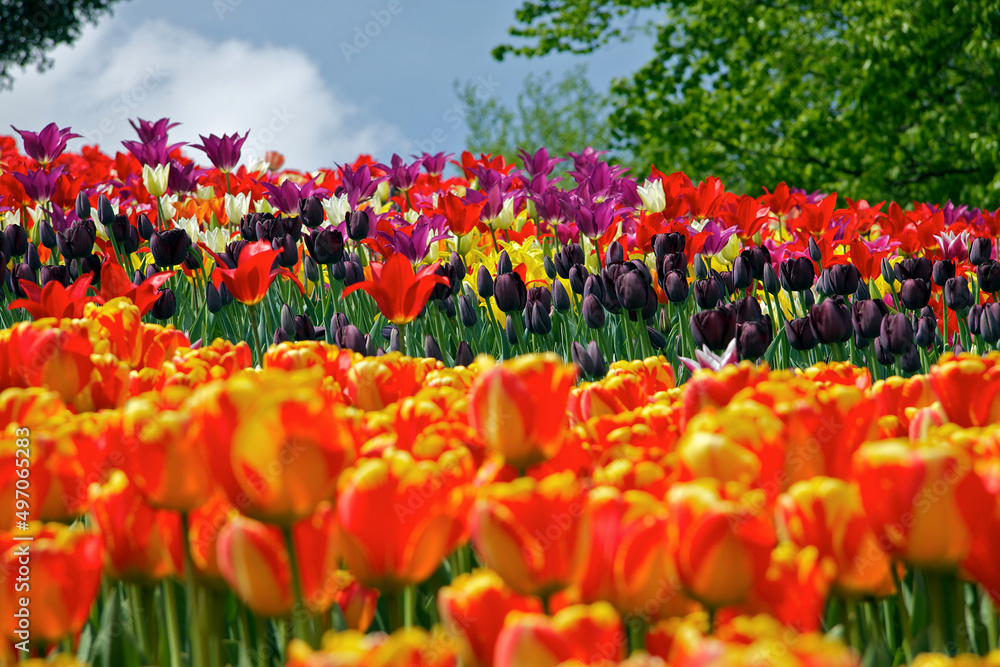 tulip field tulip field