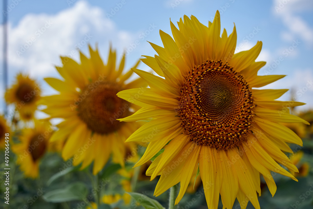 Obraz premium Sunflowers against the sky. Sunflowers in the field. Sunflower oil agricultural industry