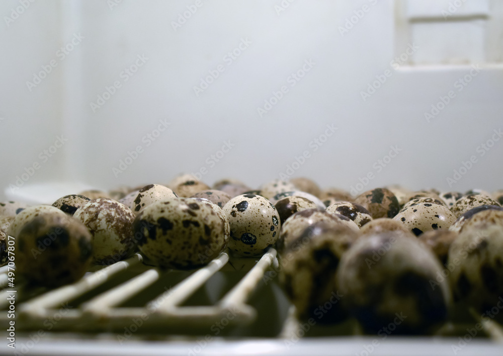 Fototapeta premium close up of quail eggs in an incubator