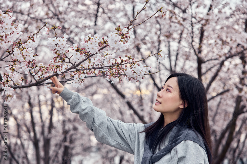 Beautiful Asian girl in cherry blossom garden on a spring day. Beautiful Asian girl in cherry blossom garden on a spring day.