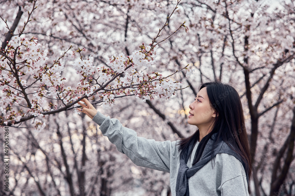 Beautiful Asian girl in cherry blossom garden on a spring day. Beautiful Asian girl in cherry blossom garden on a spring day.