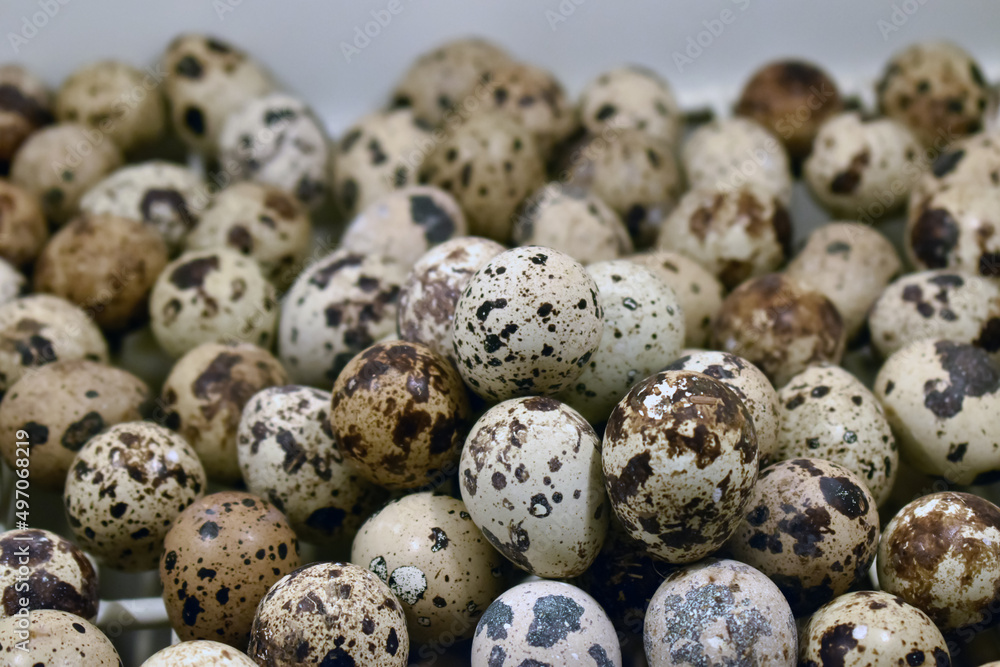 top view on quail eggs close up on wooden table. macro photo of raw quail eggs