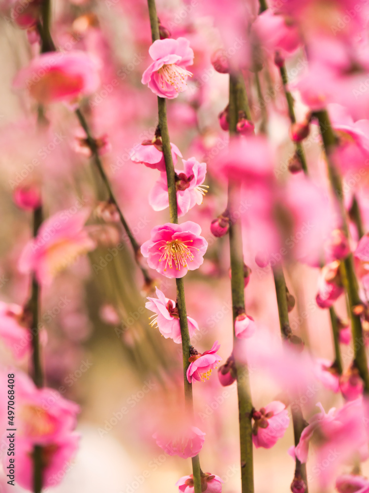 美しく咲いた枝垂れ梅の花
美しく咲いた枝垂れ梅の花