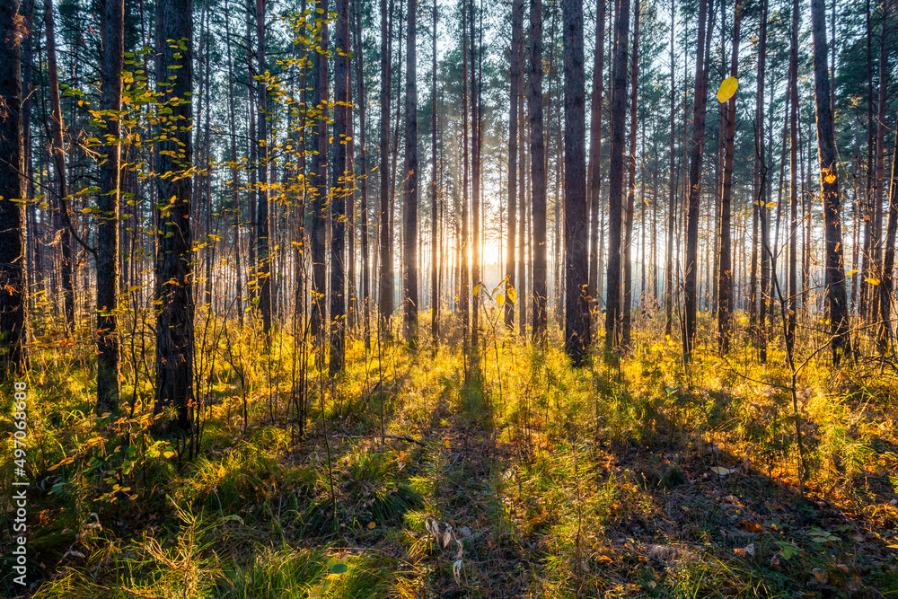 Obraz premium sunset in the forest