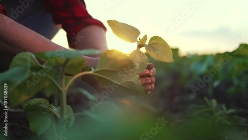 Farmer in green field. An agronomist plants green germ in fertile soil. Agricultural business. Agriculture concept. Farmer on green plantation.Hand planting young plant on soil as care and save world.