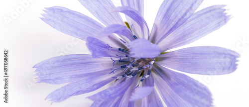 Blue flower chicory close up on white background