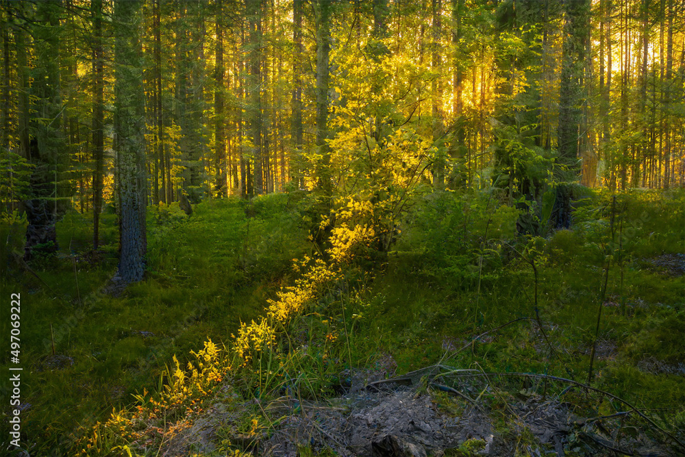 Obraz premium Magical sunset in the forest.